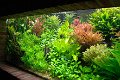 aquarium-gilbert